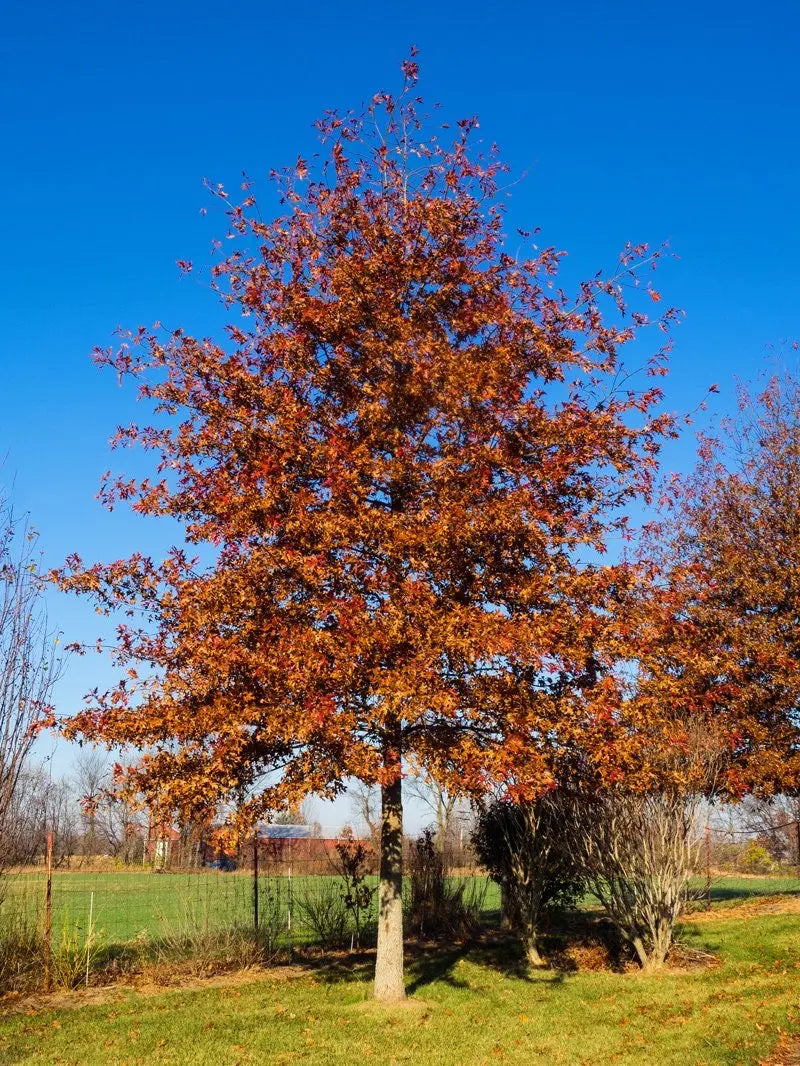 Shumard Oak Tree – Large Upright Oak with Brilliant Red Fall Color and Deeply Lobed Leaves