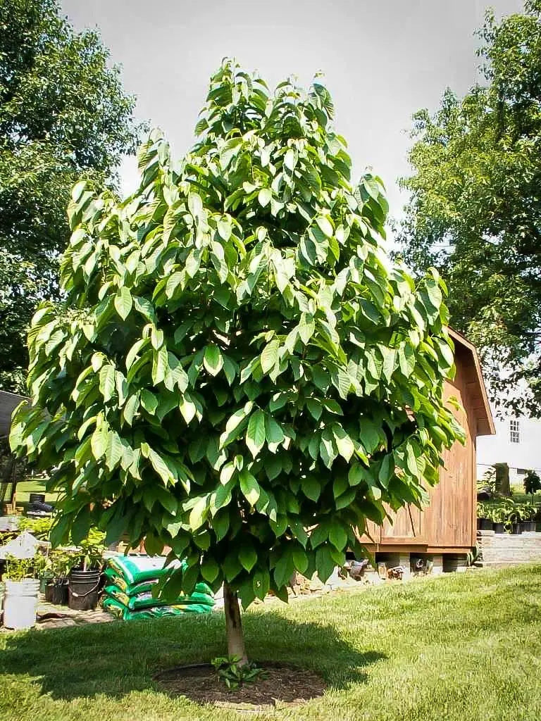 Pawpaw Tree – Indigenous Tropical-Flavored Fruit Tree for Shade or Orchard