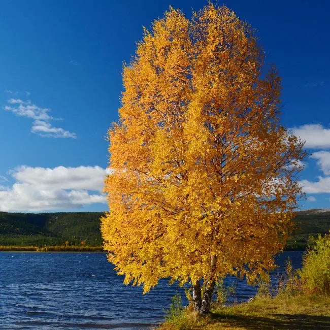 River Birch Tree – Multi-Stemmed Native Tree with Exfoliating Bark and Tolerance for Wet Soils
