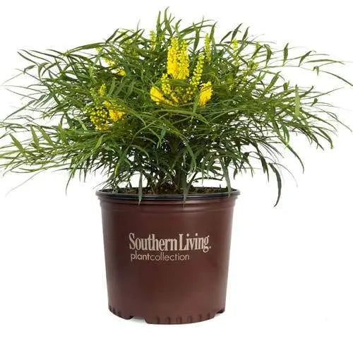 Soft Caress Mahonia Evergreen Shrub – 2 Gallon, Yellow Winter Blooms, Part Sun to Shade