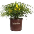 Soft Caress Mahonia Evergreen Shrub – 2 Gallon, Yellow Winter Blooms, Part Sun to Shade