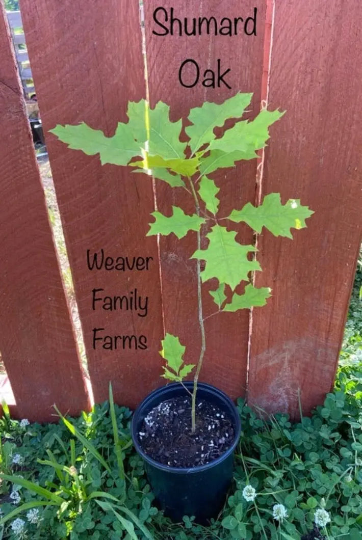 Shumard Oak Tree – Large Upright Oak with Brilliant Red Fall Color and Deeply Lobed Leaves