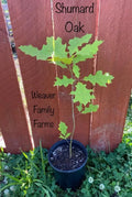 Shumard Oak Tree – Large Upright Oak with Brilliant Red Fall Color and Deeply Lobed Leaves