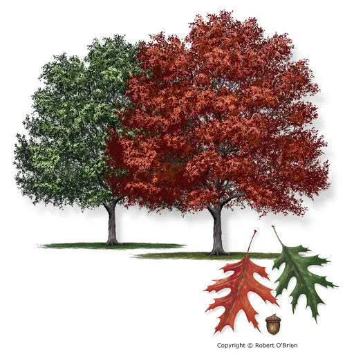 Shumard Oak Tree – Large Upright Oak with Brilliant Red Fall Color and Deeply Lobed Leaves
