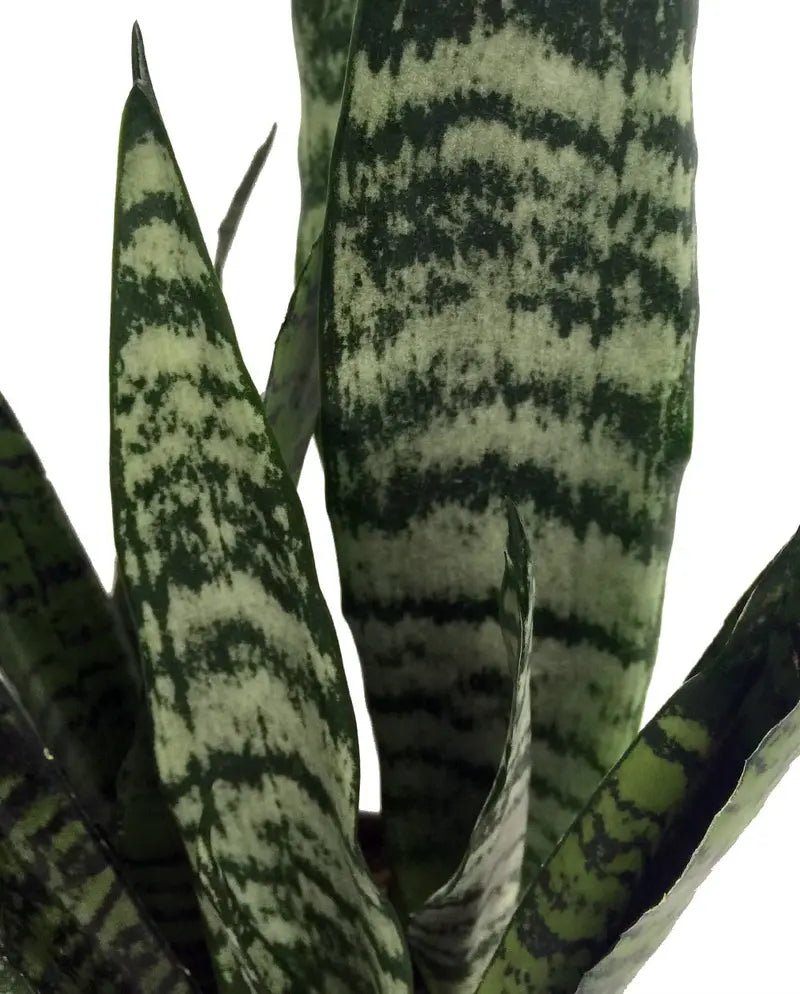 Zeylanica Snake Plant, Mother-In-Law's Tongue – Sanseveria – 2 Plants – 3