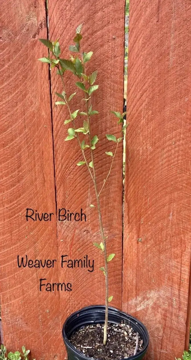 River Birch Tree – Multi-Stemmed Native Tree with Exfoliating Bark and Tolerance for Wet Soils