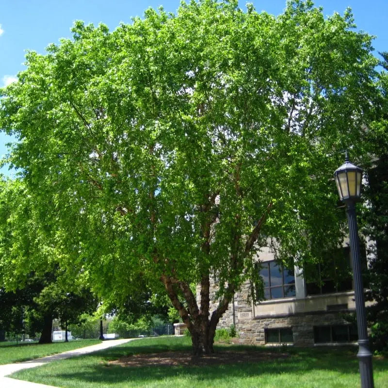 River Birch Tree – Multi-Stemmed Native Tree with Exfoliating Bark and Tolerance for Wet Soils