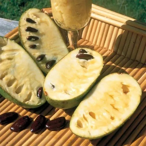 Pawpaw Tree – Indigenous Tropical-Flavored Fruit Tree for Shade or Orchard