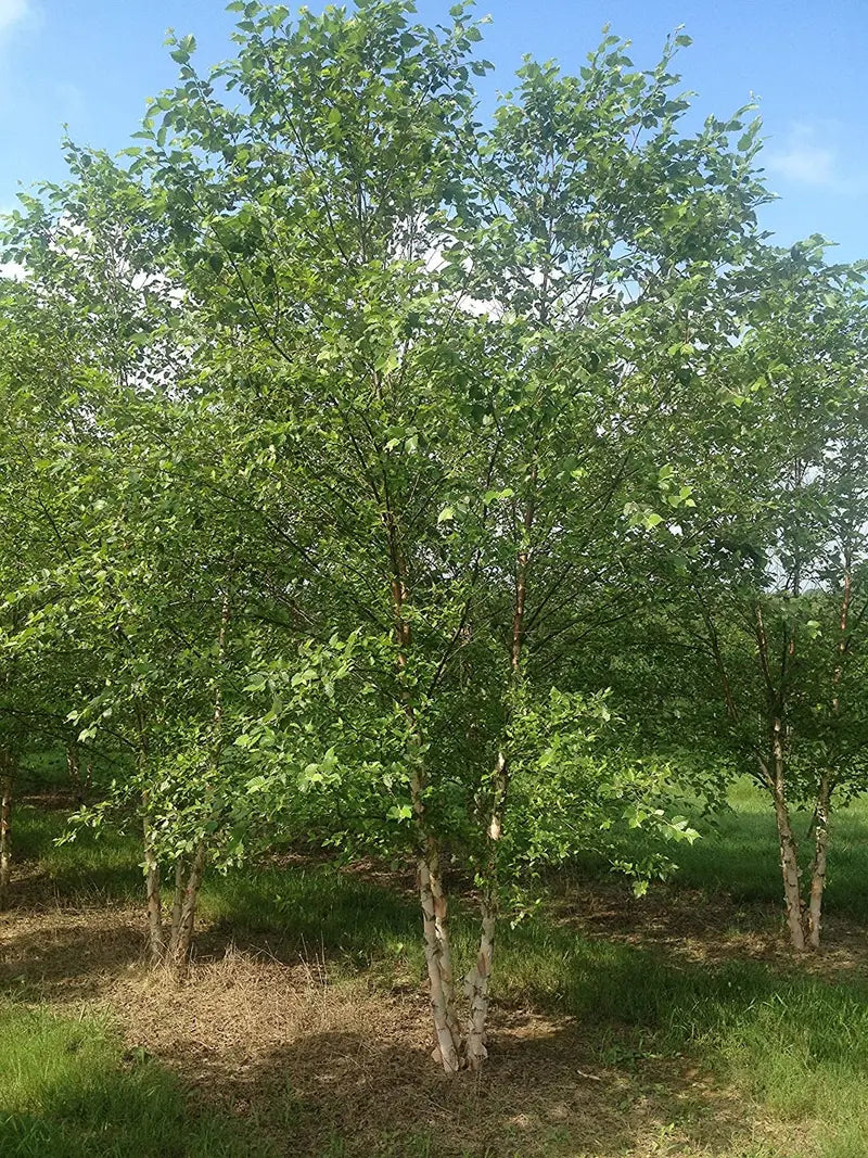 River Birch Tree – Multi-Stemmed Native Tree with Exfoliating Bark and Tolerance for Wet Soils