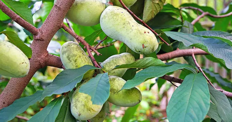Pawpaw Tree – Indigenous Tropical-Flavored Fruit Tree for Shade or Orchard