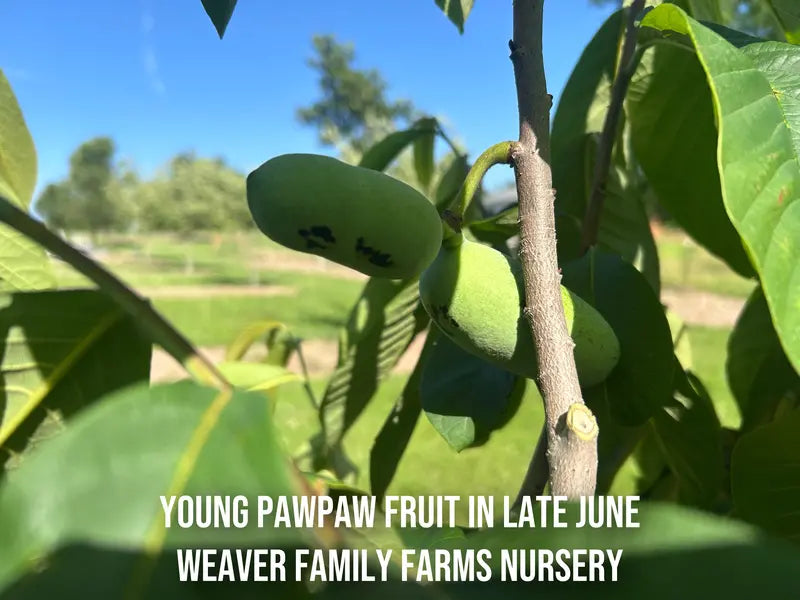 Pawpaw Tree – Indigenous Tropical-Flavored Fruit Tree for Shade or Orchard