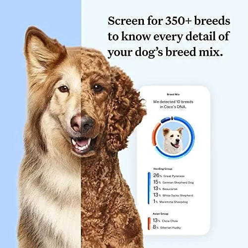 Wisdom Panel Essential Dog DNA Kit: Accurate Test for 365+ Breeds, 30 Health Conditions, 50+ Traits, Ancestry – 1 Pack
