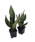 Zeylanica Snake Plant, Mother-In-Law's Tongue – Sanseveria – 2 Plants – 3