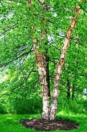 River Birch Tree – Multi-Stemmed Native Tree with Exfoliating Bark and Tolerance for Wet Soils