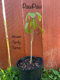Pawpaw Tree – Indigenous Tropical-Flavored Fruit Tree for Shade or Orchard
