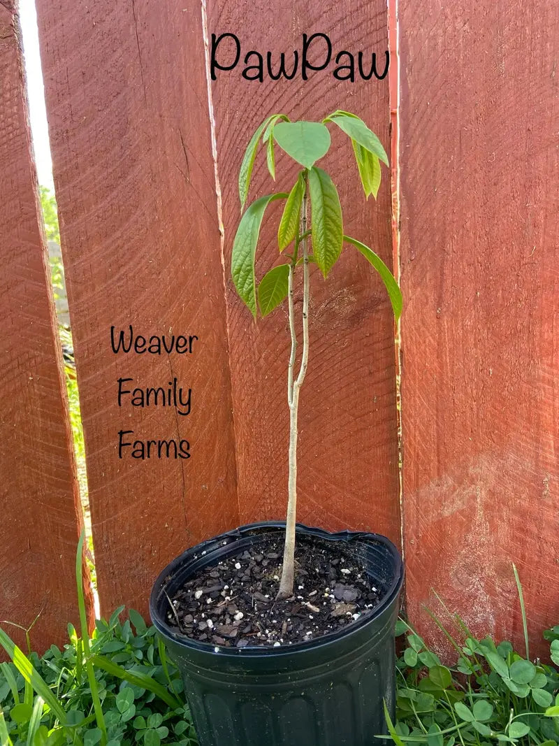 Pawpaw Tree – Indigenous Tropical-Flavored Fruit Tree for Shade or Orchard