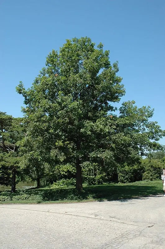 Shumard Oak Tree – Large Upright Oak with Brilliant Red Fall Color and Deeply Lobed Leaves
