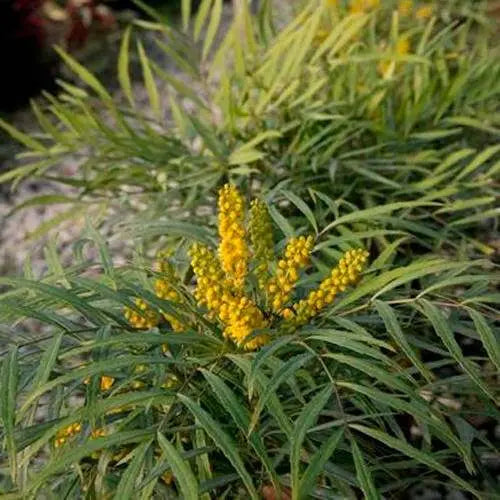 Soft Caress Mahonia Evergreen Shrub – 2 Gallon, Yellow Winter Blooms, Part Sun to Shade