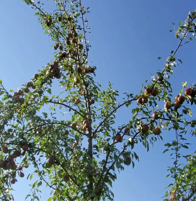 Pear Tree 'Ayers'