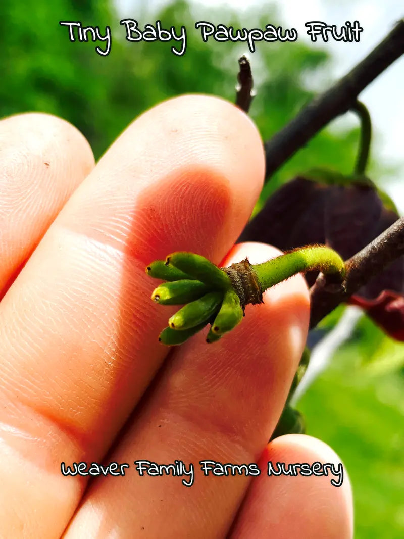 Pawpaw Tree – Indigenous Tropical-Flavored Fruit Tree for Shade or Orchard