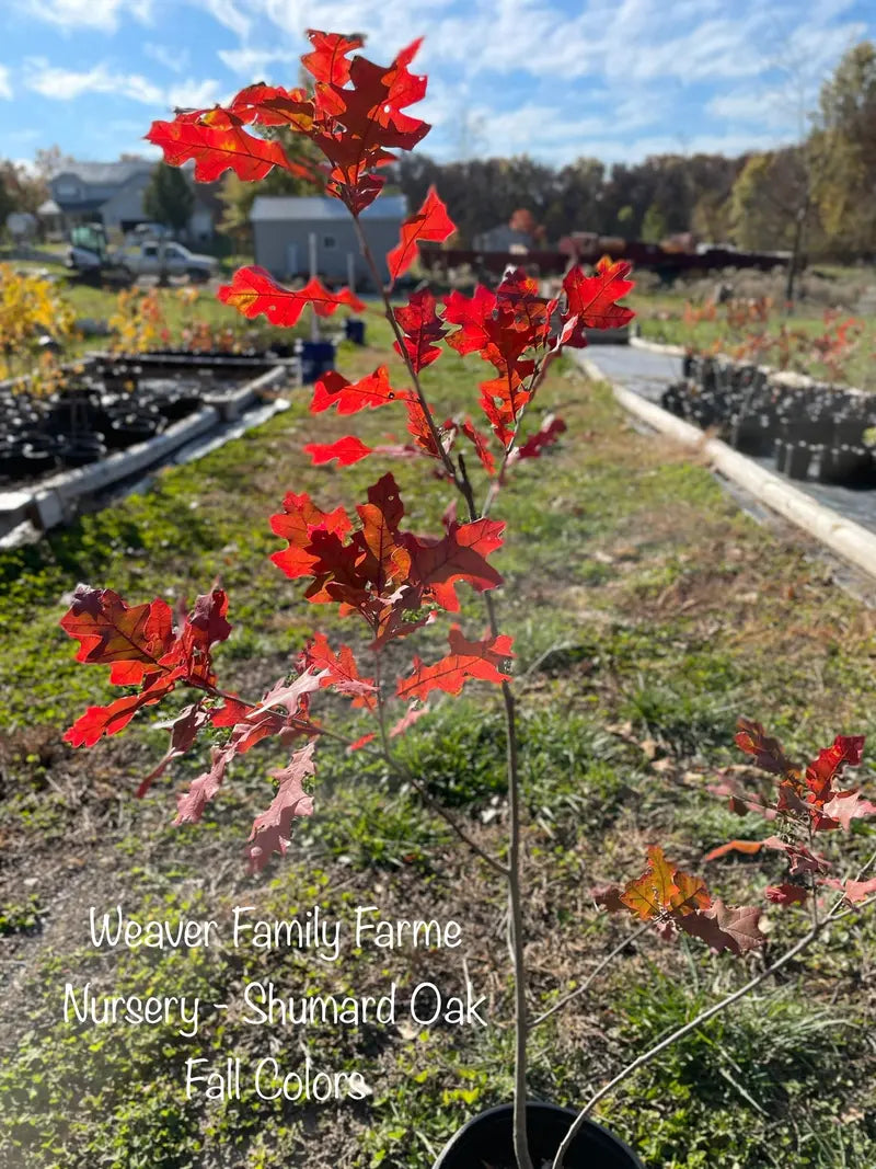 Shumard Oak Tree – Large Upright Oak with Brilliant Red Fall Color and Deeply Lobed Leaves