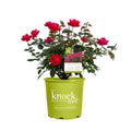 Red Double Knock Out Rose