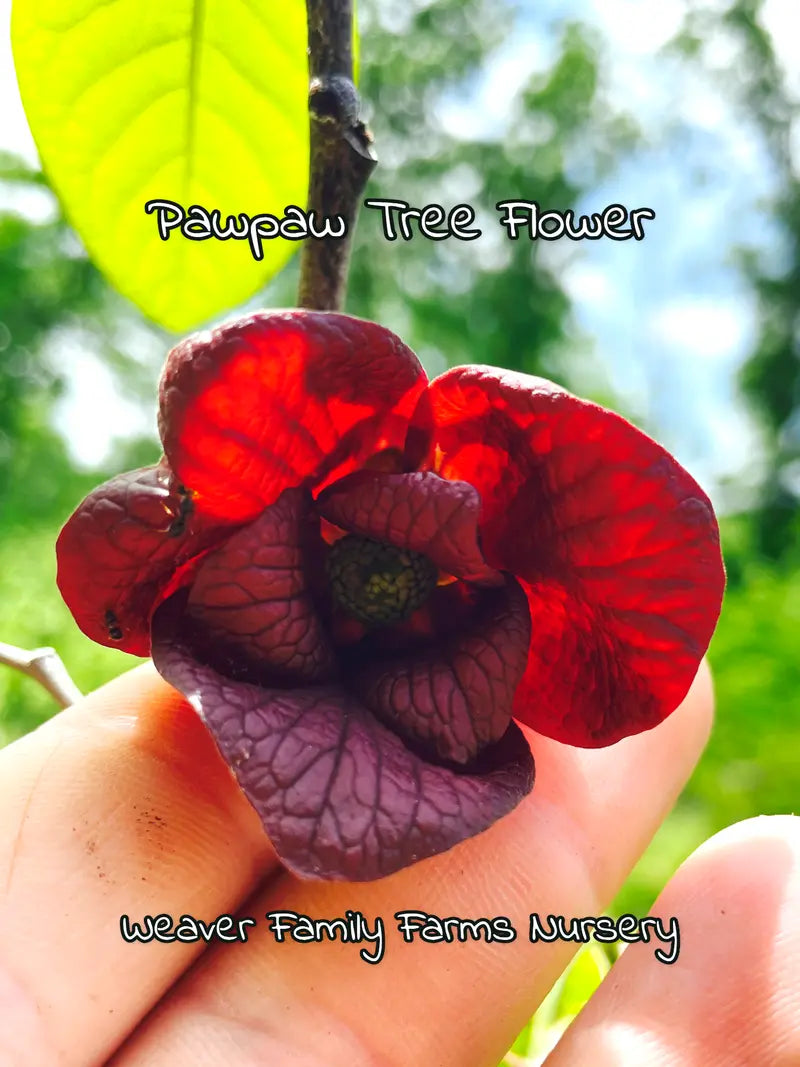 Pawpaw Tree – Indigenous Tropical-Flavored Fruit Tree for Shade or Orchard
