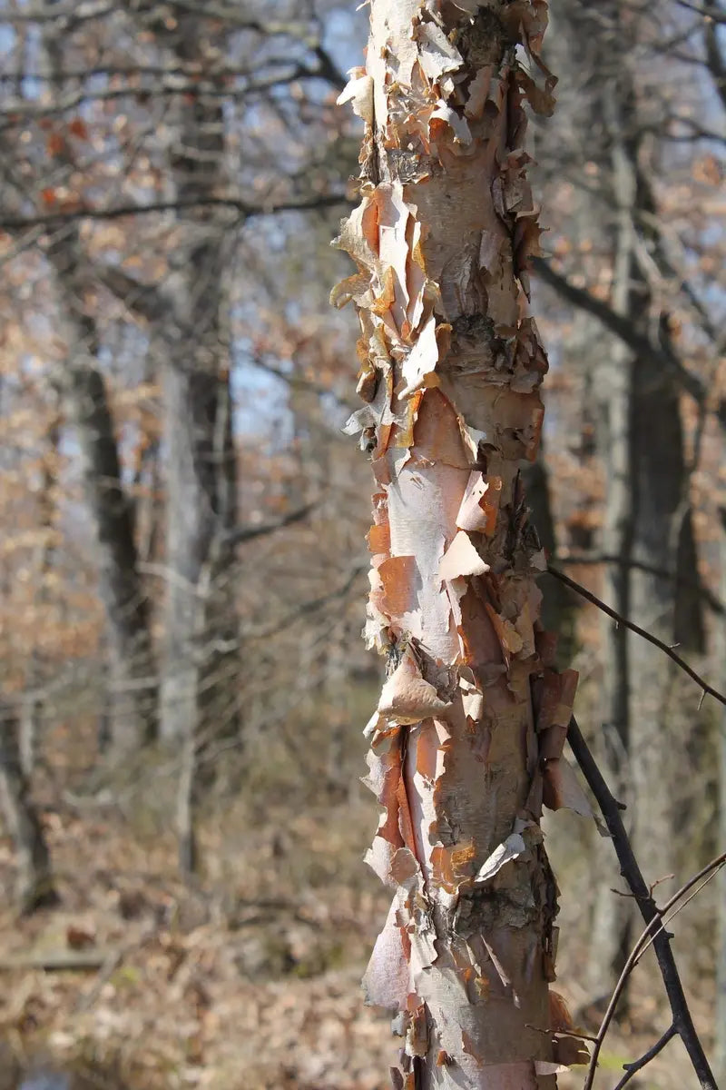 River Birch Tree – Multi-Stemmed Native Tree with Exfoliating Bark and Tolerance for Wet Soils
