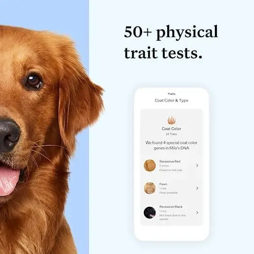 Wisdom Panel Essential Dog DNA Kit: Accurate Test for 365+ Breeds, 30 Health Conditions, 50+ Traits, Ancestry – 1 Pack