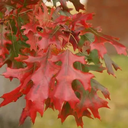 Shumard Oak Tree – Large Upright Oak with Brilliant Red Fall Color and Deeply Lobed Leaves