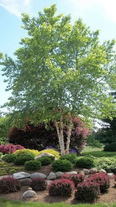 River Birch Tree – Multi-Stemmed Native Tree with Exfoliating Bark and Tolerance for Wet Soils